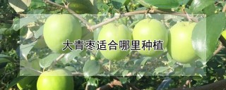 大青枣适合哪里种植,第1图