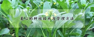 菜心的种植技术及管理方法,第1图