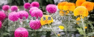 乒乓菊长多高可以打顶,第1图