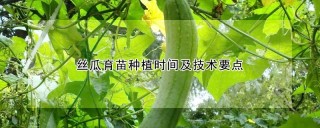 丝瓜育苗种植时间及技术要点,第1图