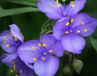 紫罗兰有哪些品种，紫罗兰品种大全,第7图