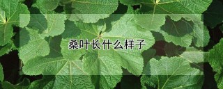 桑叶长什么样子,第1图