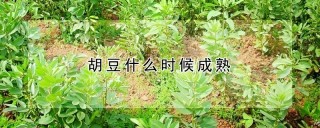 胡豆什么时候成熟,第1图