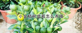 小金桔树盆栽怎么养殖,第1图