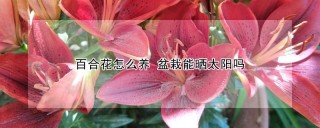 百合花怎么养 盆栽能晒太阳吗,第1图