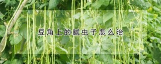 豆角上的腻虫子怎么治,第1图