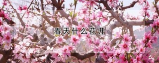 春天什么花开,第1图