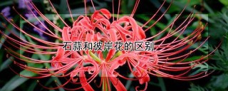 石蒜和彼岸花的区别,第1图