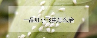 一品红小飞虫怎么治,第1图