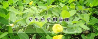 花生初花期管理,第1图