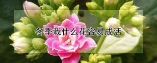 冬季栽什么花容易成活,第1图