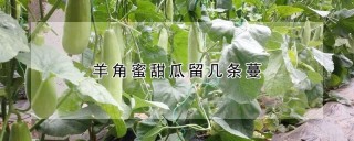 羊角蜜甜瓜留几条蔓,第1图