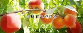 毛桃有几种品种,第1图