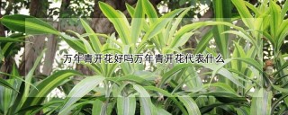 万年青开花好吗万年青开花代表什么,第1图