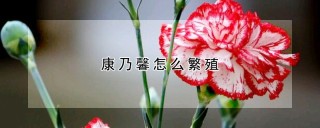 康乃馨怎么繁殖,第1图