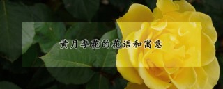 黄月季花的花语和寓意,第1图