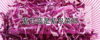 紫甘蓝是紫包菜吗,第1图