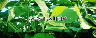 秋黑豆什么时间种,第1图