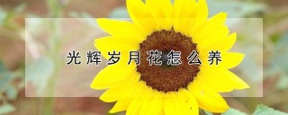 光辉岁月花怎么养,第1图