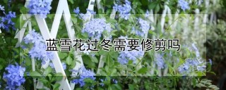 蓝雪花过冬需要修剪吗,第1图