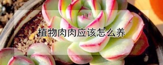 植物肉肉应该怎么养,第1图