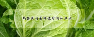 鸡蛋黄白菜种植时间和方法,第1图