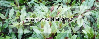 紫背菜种植时间和方法,第1图