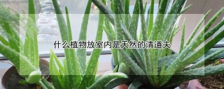 什么植物放室内是天然的清道夫,第1图