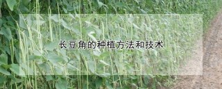 长豆角的种植方法和技术,第1图