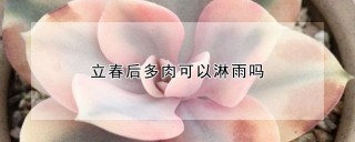 立春后多肉可以淋雨吗,第1图