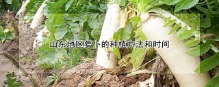 山东地区萝卜的种植方法和时间,第1图