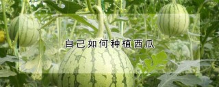 自己如何种植西瓜,第1图