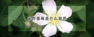 采野蔷薇是什么意思,第1图