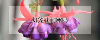 灯笼花耐寒吗,第1图