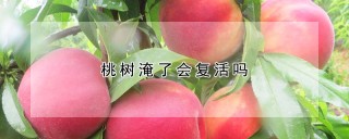 桃树淹了会复活吗,第1图