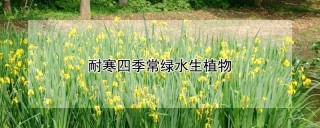 耐寒四季常绿水生植物,第1图