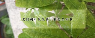 发财树叶尖发黄干枯怎么回事,第1图