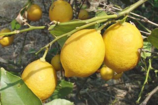 柠檬产地,第3图