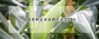 甜菜茬种玉米苗期不长怎么办,第1图