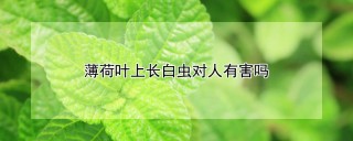 薄荷叶上长白虫对人有害吗,第1图