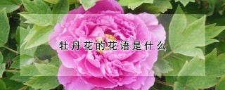 牡丹花的花语是什么,第1图