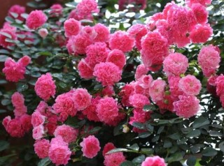 蔷薇花语是什么，蔷薇花语代表着美好的爱情与爱的思念,第2图