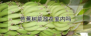 芭蕉树能放在室内吗,第1图