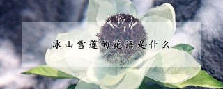 冰山雪莲的花语是什么,第1图