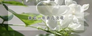 茉莉一年开几次花,第1图