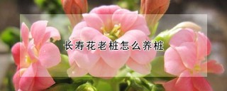 长寿花老桩怎么养桩,第1图