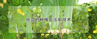 丝瓜的种植方法和技术,第1图