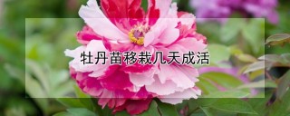 牡丹苗移栽几天成活,第1图