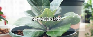 好养的室内绿植,第1图