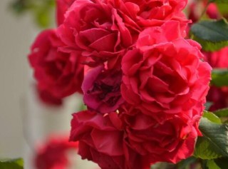 蔷薇花的花语和传说，蔷薇花象征着爱情与爱的思念,第1图